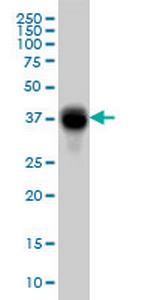 FCGR2B Antibody in Western Blot (WB)