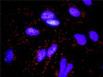 FGF10 Antibody in Proximity Ligation Assay (PLA) (PLA)