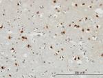 FGF12 Antibody in Immunohistochemistry (Paraffin) (IHC (P))