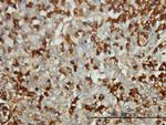 FGG Antibody in Immunohistochemistry (Paraffin) (IHC (P))