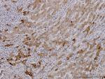 FGG Antibody in Immunohistochemistry (Paraffin) (IHC (P))