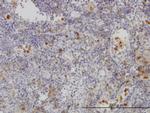 FGR Antibody in Immunohistochemistry (Paraffin) (IHC (P))