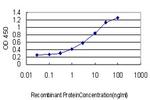 FOXO1A Antibody in ELISA (ELISA)