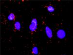 FOXO1A Antibody in Proximity Ligation Assay (PLA) (PLA)