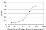 FLT3LG Antibody in ELISA (ELISA)