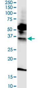 FPR2 Antibody in Western Blot (WB)