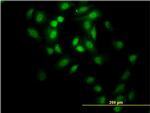 GABPA Antibody in Immunocytochemistry (ICC/IF)