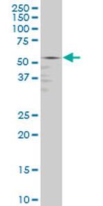 GABPA Antibody in Western Blot (WB)