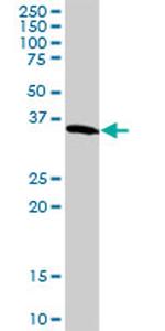 GAPDH Antibody in Western Blot (WB)