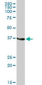 GAPDH Antibody in Western Blot (WB)