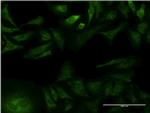 GFRA1 Antibody in Immunocytochemistry (ICC/IF)