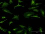 GFRA1 Antibody in Immunocytochemistry (ICC/IF)