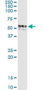 GIF Antibody in Immunoprecipitation (IP)