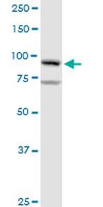 GOLGA1 Antibody in Western Blot (WB)