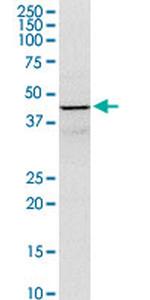 GOT1 Antibody in Western Blot (WB)