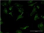 HLA-DMB Antibody in Immunocytochemistry (ICC/IF)