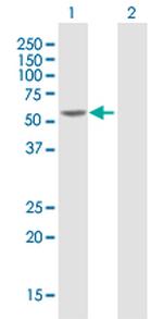 HNF4A Antibody in Western Blot (WB)