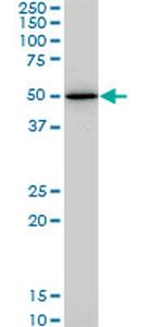 HNF4A Antibody in Western Blot (WB)