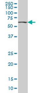 HNF4A Antibody in Western Blot (WB)