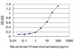 HOXA11 Antibody in ELISA (ELISA)