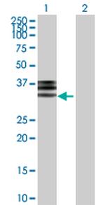 HPX Antibody in Western Blot (WB)