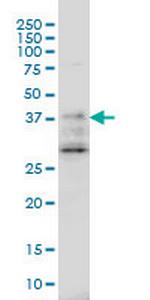 DNAJB2 Antibody in Western Blot (WB)