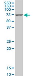 HSPA1B Antibody in Western Blot (WB)