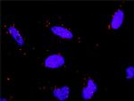 HSPA1L Antibody in Proximity Ligation Assay (PLA) (PLA)