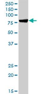 HSPA1L Antibody in Western Blot (WB)