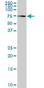 HSPA1L Antibody in Western Blot (WB)