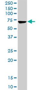 HSPA2 Antibody in Western Blot (WB)