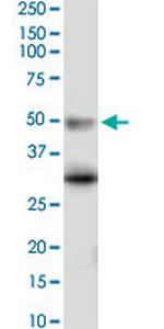 HTR5A Antibody in Western Blot (WB)