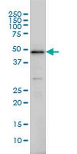 IRF2 Antibody in Western Blot (WB)