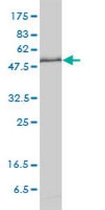 KPNA1 Antibody in Western Blot (WB)