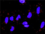 LAMA5 Antibody in Proximity Ligation Assay (PLA) (PLA)