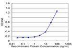 LOXL2 Antibody in ELISA (ELISA)