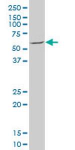 MEF2D Antibody in Western Blot (WB)