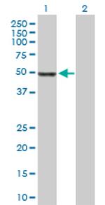 MPP1 Antibody in Western Blot (WB)