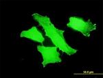 MPP1 Antibody in Immunocytochemistry (ICC/IF)