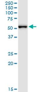 MPP1 Antibody in Western Blot (WB)