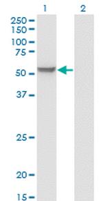 MPP1 Antibody in Western Blot (WB)