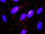 MYLK Antibody in Proximity Ligation Assay (PLA) (PLA)