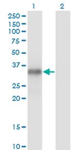 MYOG Antibody in Western Blot (WB)