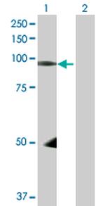 NEDD9 Antibody in Western Blot (WB)