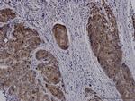 SLC11A2 Antibody in Immunohistochemistry (Paraffin) (IHC (P))