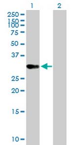 OVOL1 Antibody in Western Blot (WB)