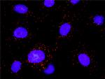 PDGFRB Antibody in Proximity Ligation Assay (PLA) (PLA)