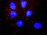 PDGFRB Antibody in Proximity Ligation Assay (PLA) (PLA)