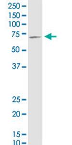 PLS3 Antibody in Western Blot (WB)