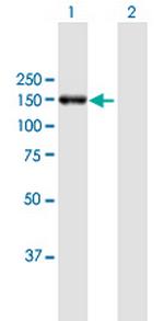 POLRMT Antibody in Western Blot (WB)